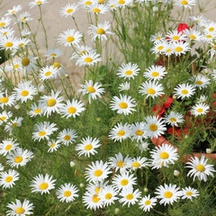 База отдыха Кумуткан, Баргузинский район, Республика Бурятия