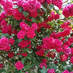 База отдыха  База отдыха «Домик у моря» , Черноморский район, Крым