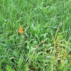 База отдыха Гостиный двор, Партизанский район, Приморский край