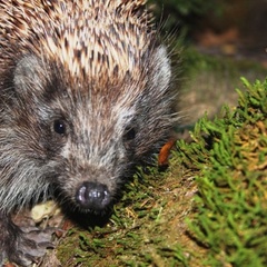 База отдыха Черномор и Ко, Геленджик, Краснодарский край