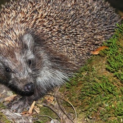 База отдыха Черномор и Ко, Геленджик, Краснодарский край