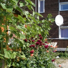 Турбаза Клевый берег, Селижаровский район, Тверская область