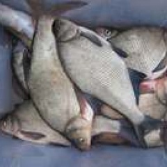 Рыболовная база Пристань рыбака, Харабалинский район, Астраханская область