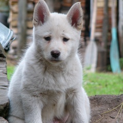 Турбаза Листвянка, Емельяновский район, Красноярский край