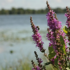 Гостевой дом Барминский остров, Лысковский район, Нижегородская область