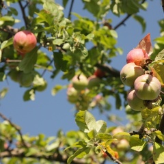 Гостевой дом Барминский остров, Лысковский район, Нижегородская область