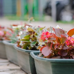 База отдыха Ореховая роща, Апшеронский район, Краснодарский край