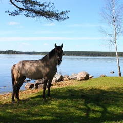 База отдыха Константинова Усадьба, Демянский район, Новгородская область