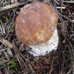 База отдыха Надеждино, Селивановский район, Владимирская область