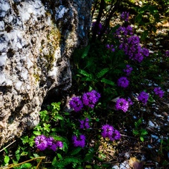 Отель Голубино, Пинежский район, Архангельская область