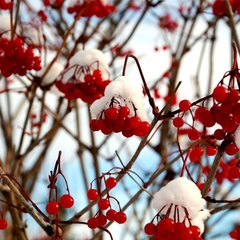 Отель Голубино, Пинежский район, Архангельская область