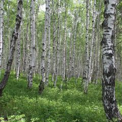 База отдыха Кругобайкальская, Слюдянский район, Иркутская область