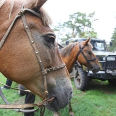 Туристическая деревня Дубки, Красный Бакен, Нижегородская область