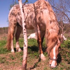 Агротуристический комплекс В избушке, Оленинский район, Тверская область