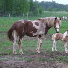 Агротуристический комплекс В избушке, Оленинский район, Тверская область