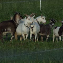 Агротуристический комплекс В избушке, Оленинский район, Тверская область