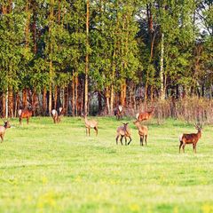Центр здоровья и отдыха Милотичи, Барятинский район, Калужская область