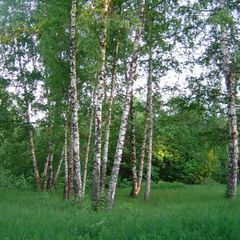Дом отдыха Васильсурский, Воротынский район, Нижегородская область