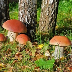 Парк-отель Деревня Лобаново, Юхновский район, Калужская область