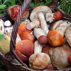 Парк-отель Деревня Лобаново, Юхновский район, Калужская область