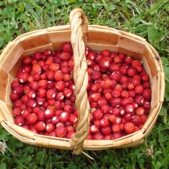 Турбаза Сегозеро, Медвежьегорский район, Республика Карелия