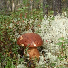 Турбаза Сегозеро, Медвежьегорский район, Республика Карелия