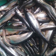 Турбаза Сегозеро, Медвежьегорский район, Республика Карелия