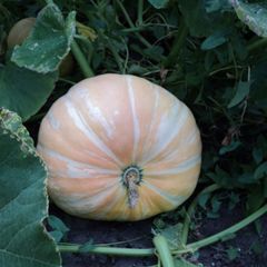 Дом отдыха Васильсурский, Воротынский район, Нижегородская область