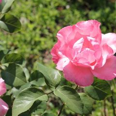 Гостиница Уют, Нальчик, Республика Кабардино-Балкария