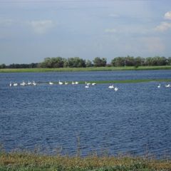 Рыболовная база Волчок, Камызякский район, Астраханская область