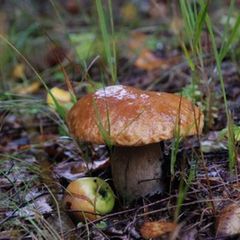 База отдыха Прудки, Клепиковский район, Рязанская область