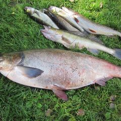 Гостевой дом Дубрава, Рославльский район, Смоленская область