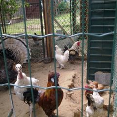 База отдыха Альбатрос, Бор, Нижегородская область