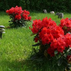 Гостевой дом Лесная поляна, Славский район, Калининградская область