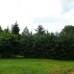 Гостевой дом Лесная поляна, Славский район, Калининградская область