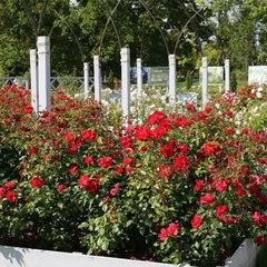 Загородный комплекс Усадьба Марьино, Тосненский район, Ленинградская область