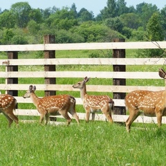 База отдыха Олений хутор, Мышкинский район, Ярославская область