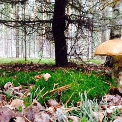 Рыболовная усадьба Луидор, Весьегонский район, Тверская область