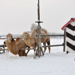 Гостиничный комплекс Усадьба, Муромский район, Владимирская область