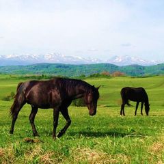 Гостиница Гоначхир, Карачаевск, Республика Карачаево-Черкесия