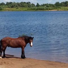 База отдыха Глухарь Клуб, Парфинский район, Новгородская область