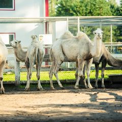 База отдыха Рыболов-профи, Сургутский район, Ханты-Мансийский автономный округ