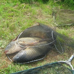 База отдыха Урочище Щукино, Износковский район, Калужская область