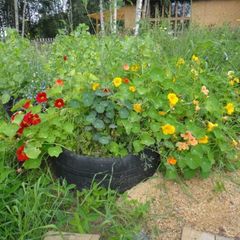 База отдыха Любимовская, Выборгский район, Ленинградская область