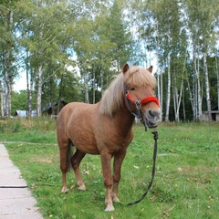 База отдыха Красный Курган, Павловский район, Нижегородская область