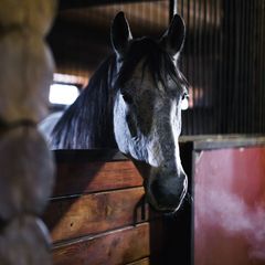 База отдыха Гринландия, Северский район, Краснодарский край