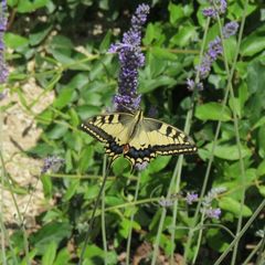 Гостиница ДонузLOVE, Евпатория, Крым