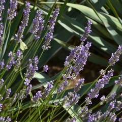 Гостевой дом Эдем (село Солнечногорское, Алушта, Крым), Судак, Крым
