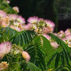 Гостевой дом Эдем (село Солнечногорское, Алушта, Крым), Судак, Крым