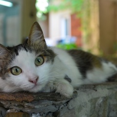 Гостевой дом Эдем (село Солнечногорское, Алушта, Крым), Судак, Крым